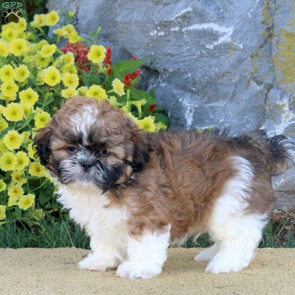 Henry, Shih Tzu Puppy
