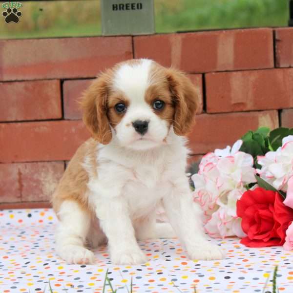 Henry, Cavalier King Charles Spaniel Puppy