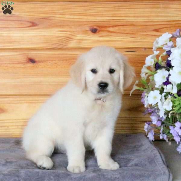 Hero, English Cream Golden Retriever Puppy