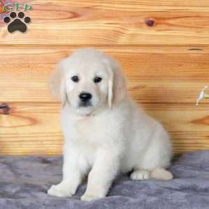 Hero, English Cream Golden Retriever Puppy