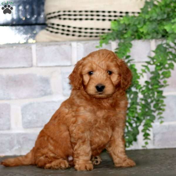 Hero, Mini Goldendoodle Puppy