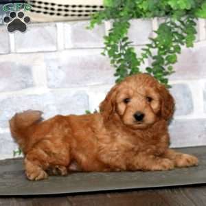 Hero, Mini Goldendoodle Puppy