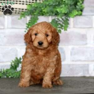 Hero, Mini Goldendoodle Puppy