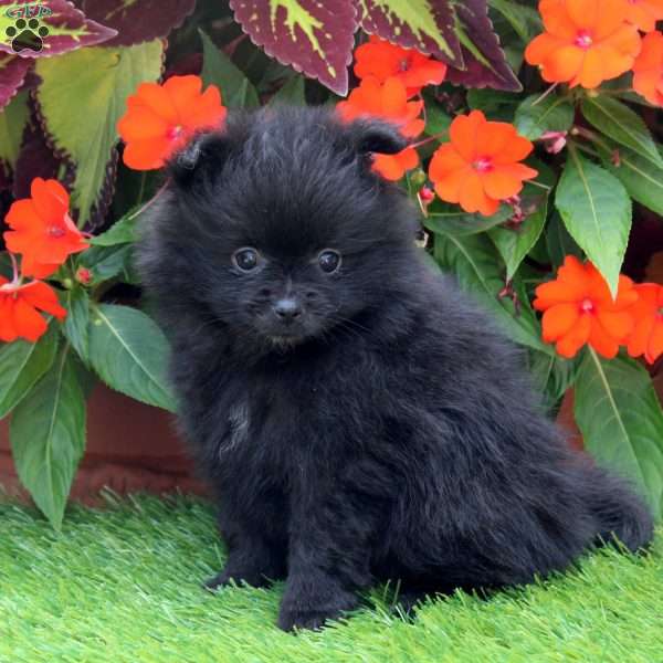 Hershey Kiss, Pomeranian Puppy