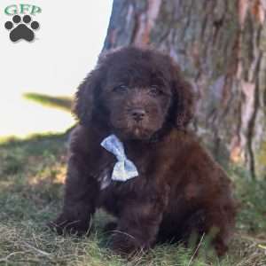 Hershy, Newfypoo Puppy