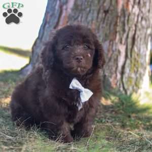 Hershy, Newfypoo Puppy