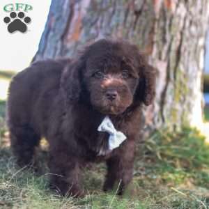 Hershy, Newfypoo Puppy