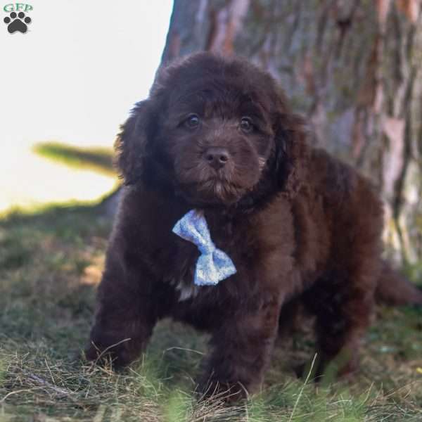 Hershy, Newfypoo Puppy