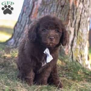 Hershy, Newfypoo Puppy