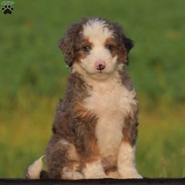 Holden, Mini Bernedoodle Puppy