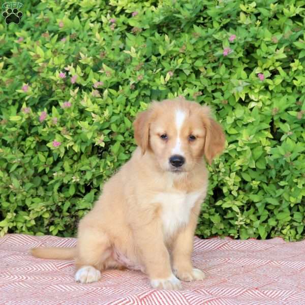 Holiday, Golden Retriever Puppy