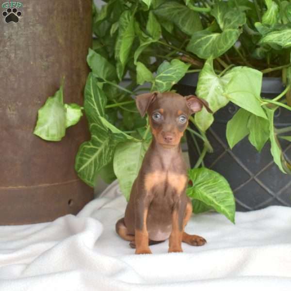 Honey, Miniature Pinscher Puppy