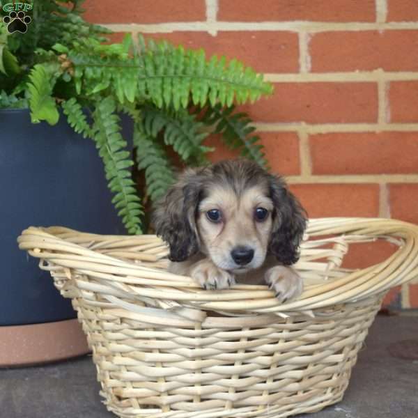 Honey – Mini, Dachshund Puppy