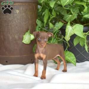 Honey, Miniature Pinscher Puppy