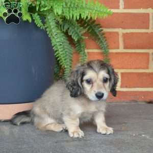 Honey – Mini, Dachshund Puppy