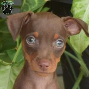 Honey, Miniature Pinscher Puppy