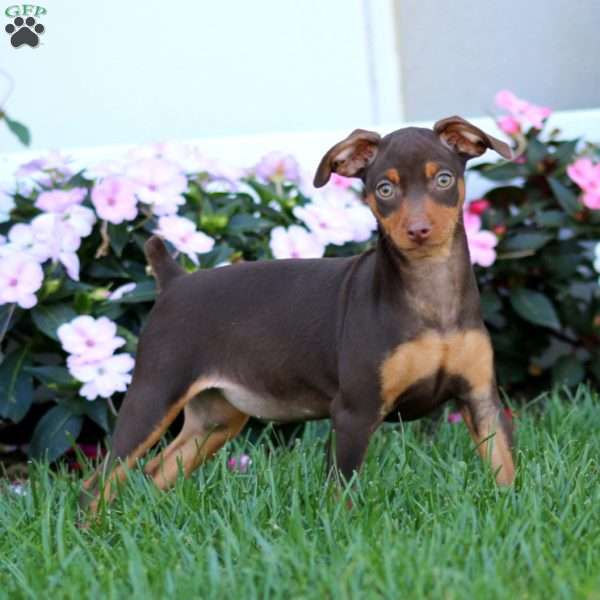Honey, Miniature Pinscher Puppy