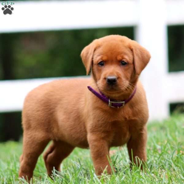 Honey, Fox Red Labrador Retriever Puppy