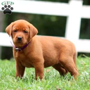 Honey, Fox Red Labrador Retriever Puppy