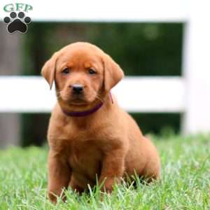 Honey, Fox Red Labrador Retriever Puppy