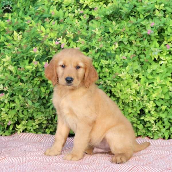 Hooper, Golden Retriever Puppy