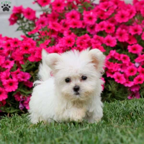 Hoops, Teddy Bear Puppy