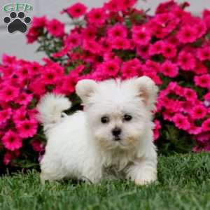 Hoops, Teddy Bear Puppy
