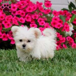 Hoops, Teddy Bear Puppy
