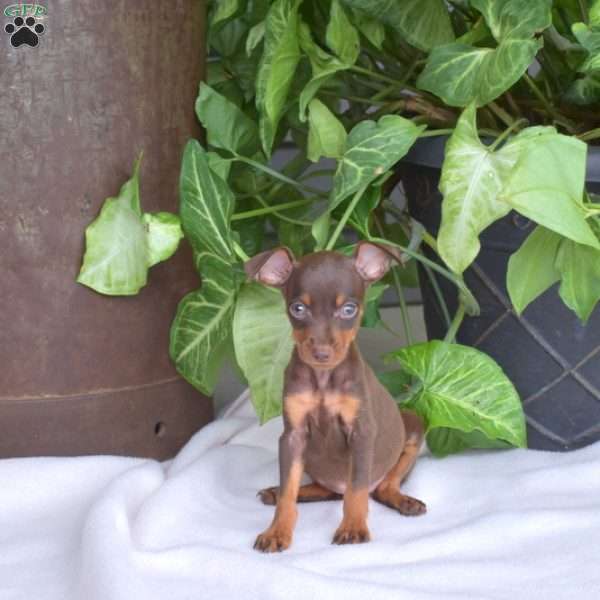 Hope, Miniature Pinscher Puppy