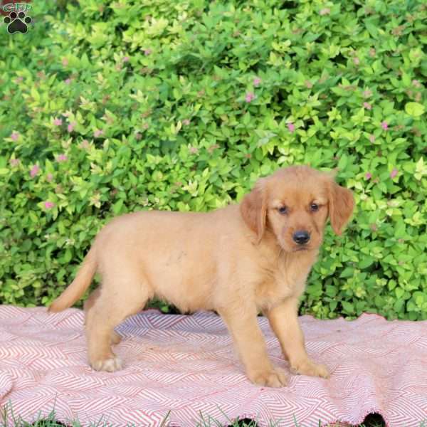 Hope, Golden Retriever Puppy