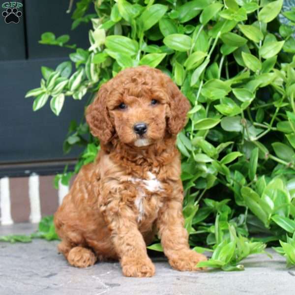 Hope, Mini Goldendoodle Puppy