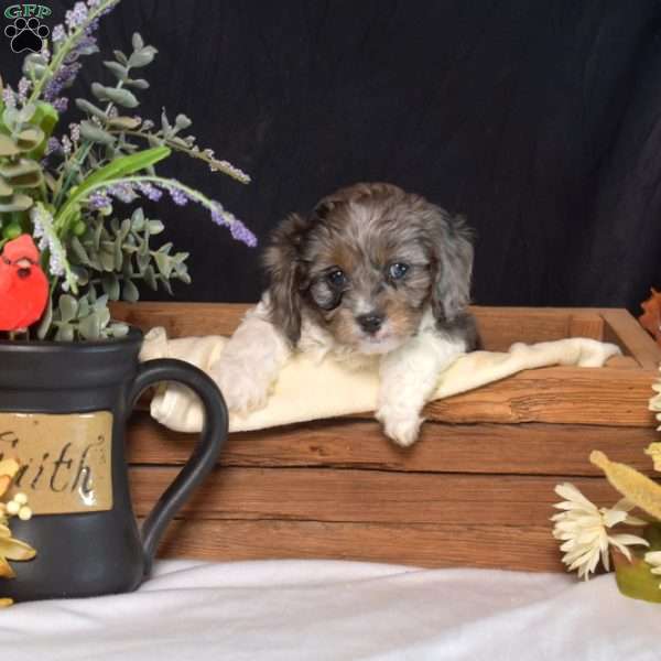 Hope, Cavapoo Puppy