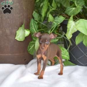 Hope, Miniature Pinscher Puppy