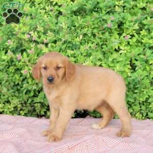 Hope, Golden Retriever Puppy