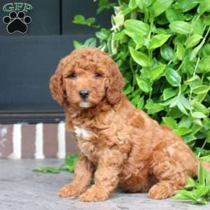 Hope, Mini Goldendoodle Puppy
