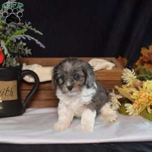 Hope, Cavapoo Puppy
