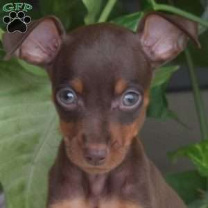 Hope, Miniature Pinscher Puppy
