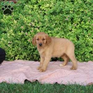 Hope, Golden Retriever Puppy