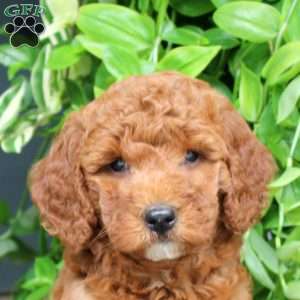 Hope, Mini Goldendoodle Puppy