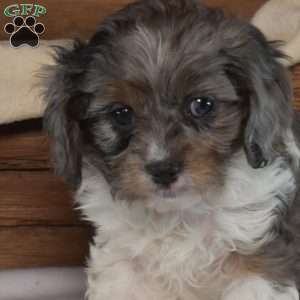 Hope, Cavapoo Puppy