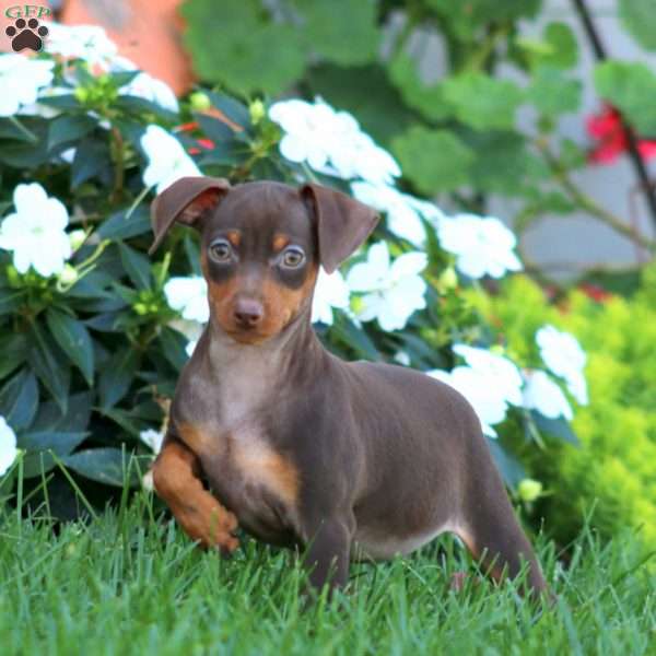 Hope, Miniature Pinscher Puppy