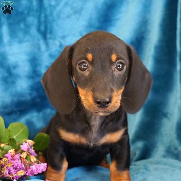Hope, Dachshund Puppy