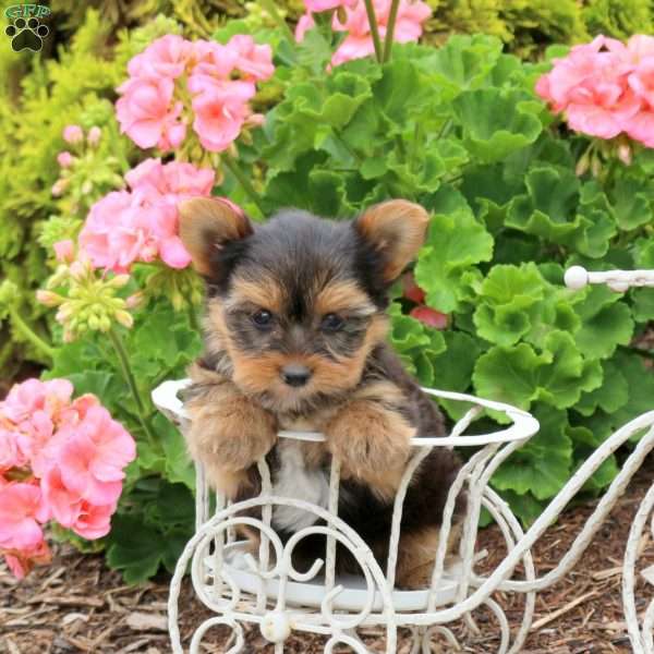 Houston, Yorkie Puppy