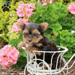 Houston, Yorkie Puppy