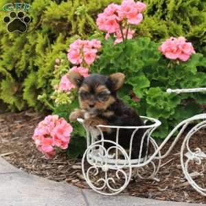 Houston, Yorkie Puppy