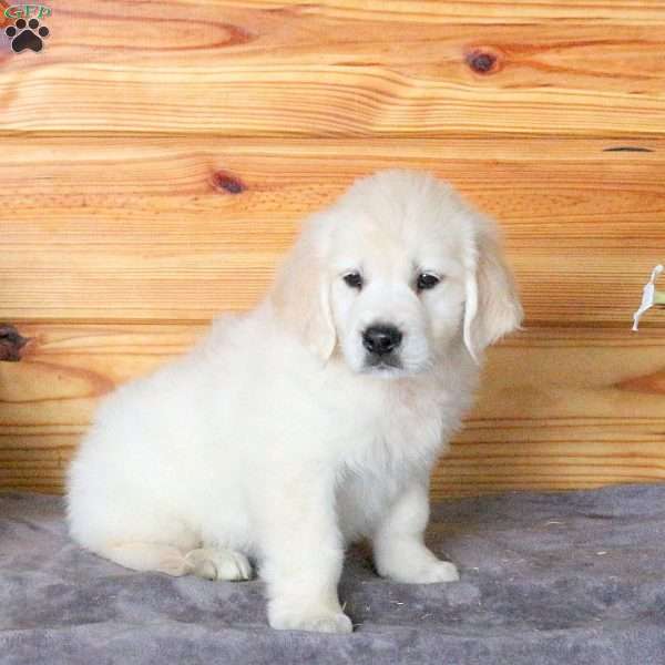 Huck, English Cream Golden Retriever Puppy