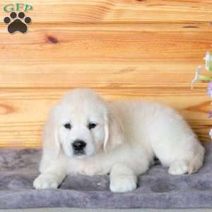 Huck, English Cream Golden Retriever Puppy