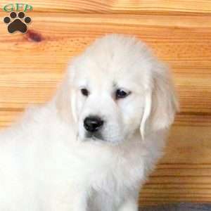 Huck, English Cream Golden Retriever Puppy
