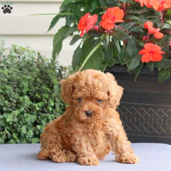 Hudson, Miniature Poodle Puppy