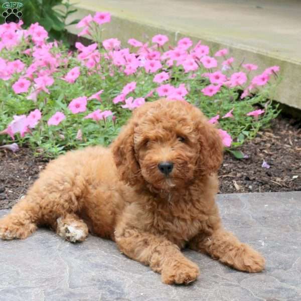 Hudson, Mini Goldendoodle Puppy